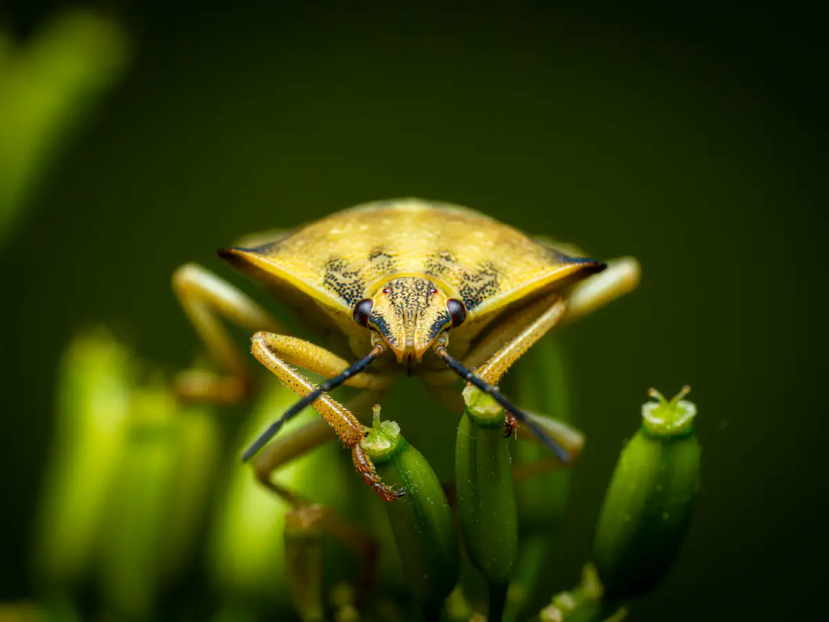 Nördliche Fruchtwanze