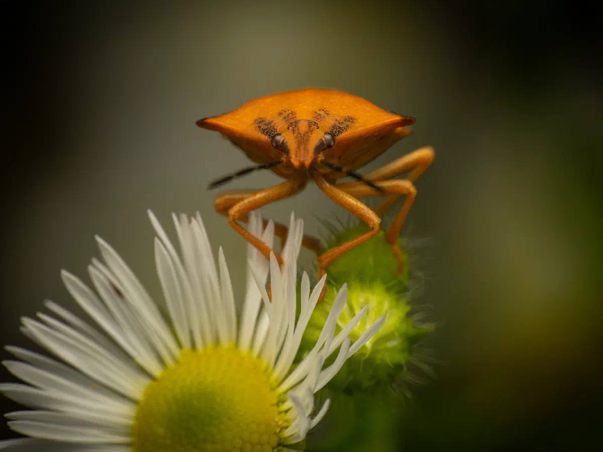 Nördliche Fruchtwanze
