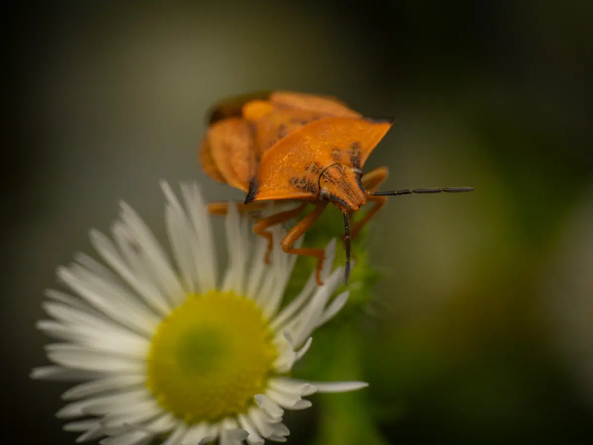 Nördliche Fruchtwanze