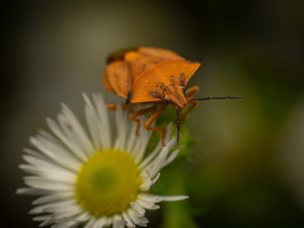 Nördliche Fruchtwanze