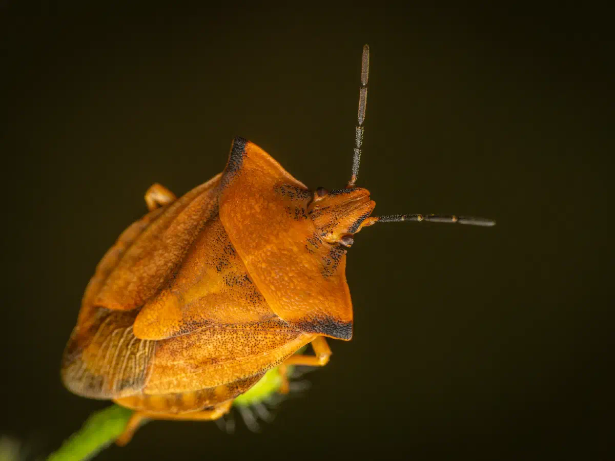 Nördliche Fruchtwanze