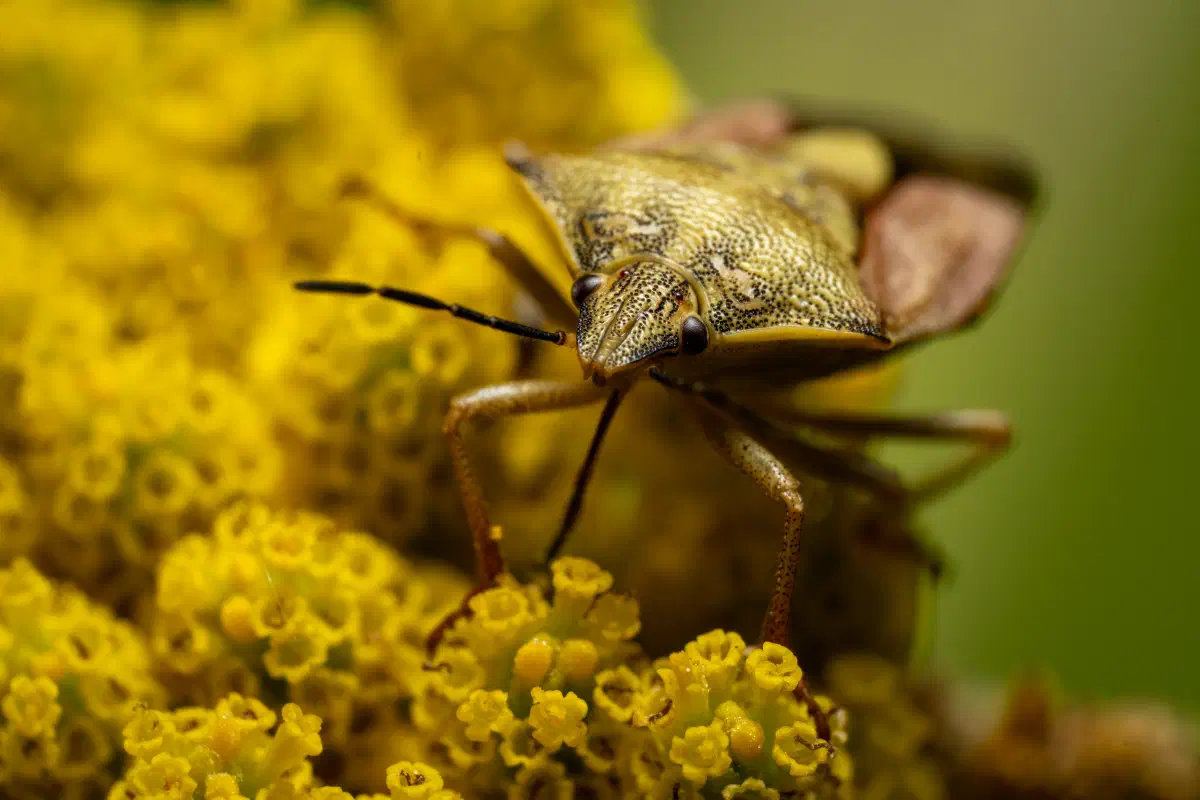 Black-shouldered Shieldbug