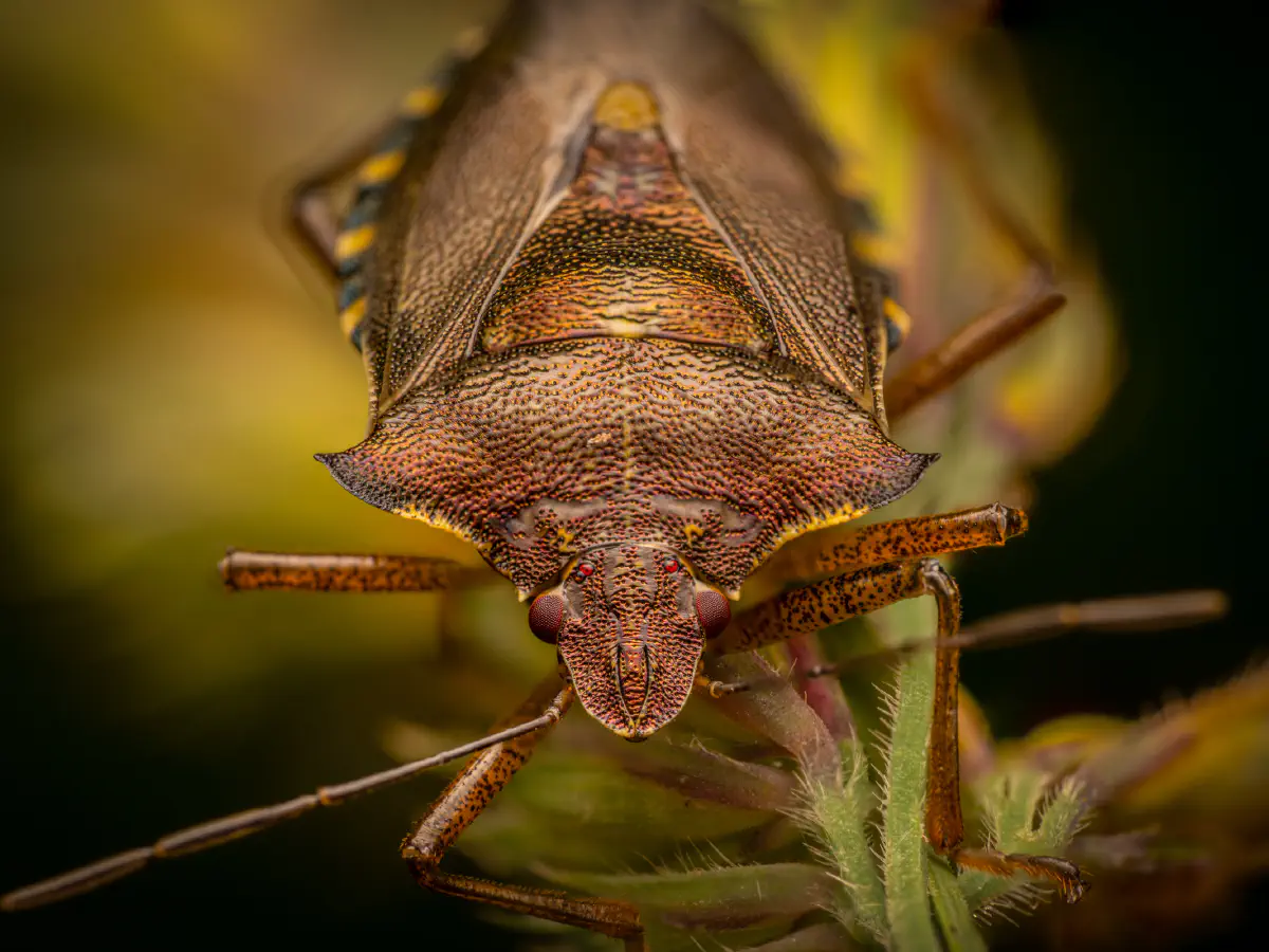 Rotbeinige Baumwanze