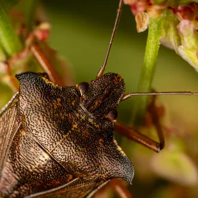 Rotbeinige Baumwanze