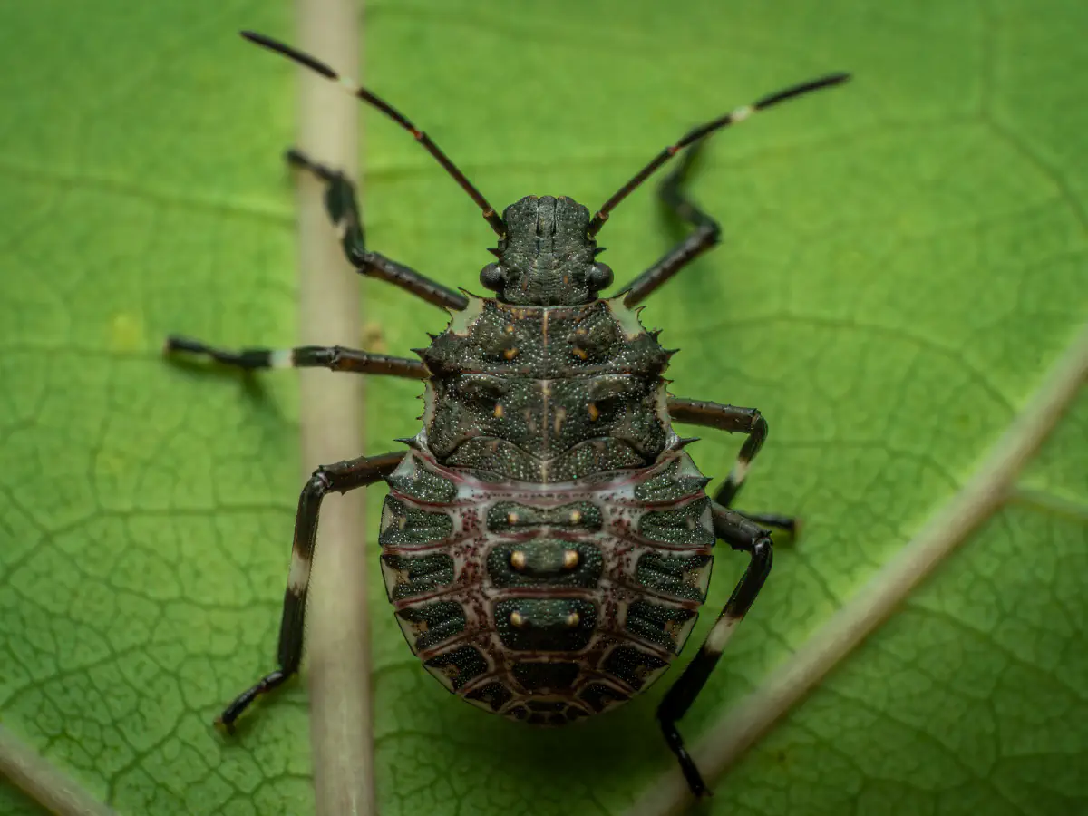 Rotbeinige Baumwanze