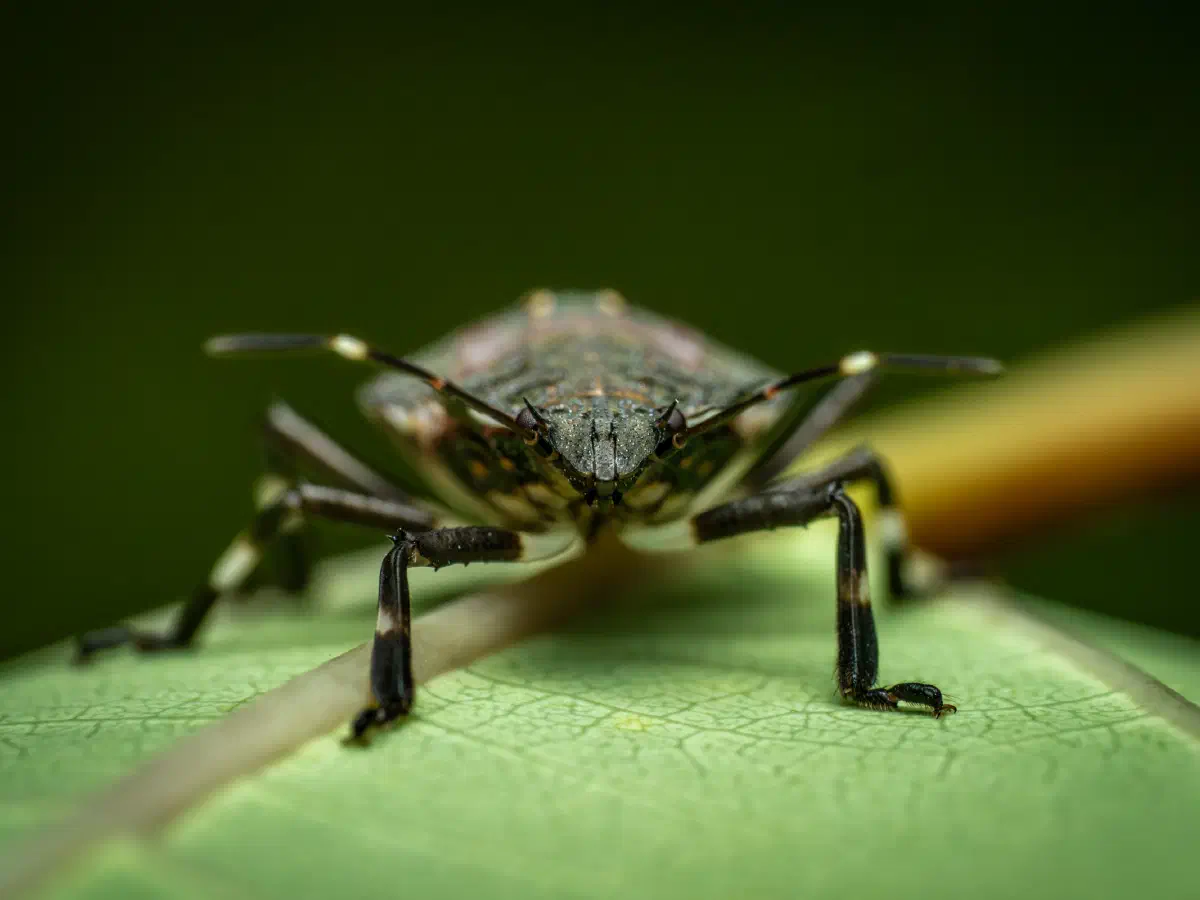 Rotbeinige Baumwanze