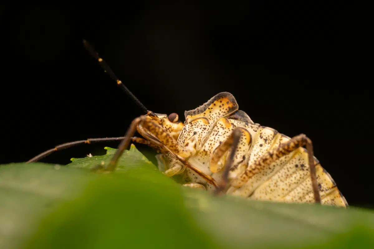 Rotbeinige Baumwanze