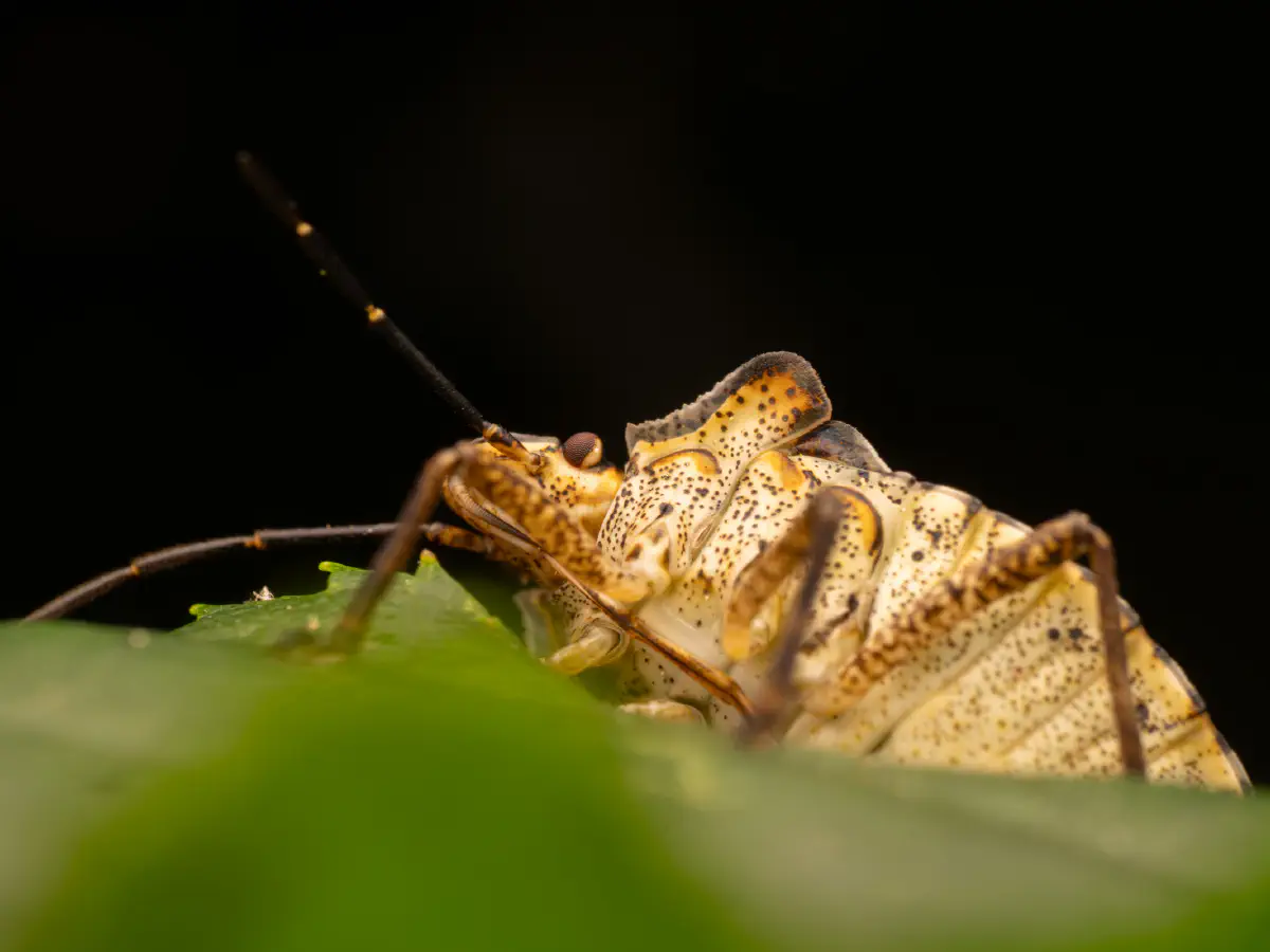 Rotbeinige Baumwanze