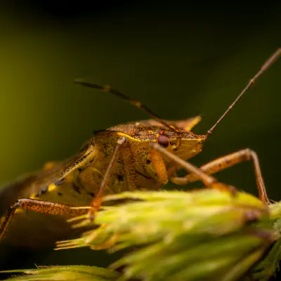 Rotbeinige Baumwanze