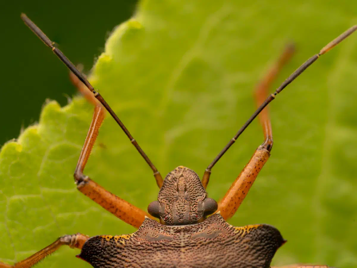 Rotbeinige Baumwanze