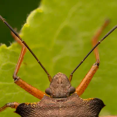 Rotbeinige Baumwanze