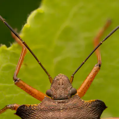 Rotbeinige Baumwanze