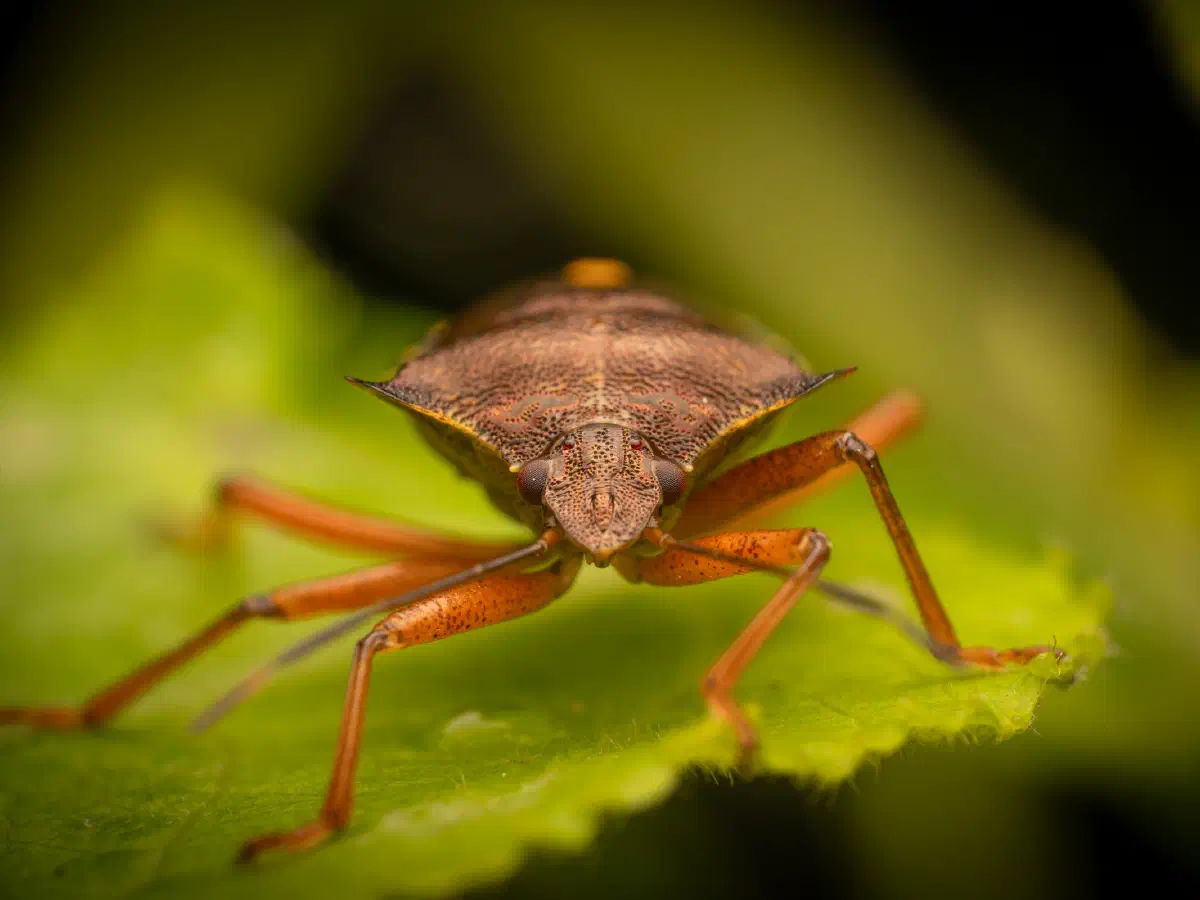 Rotbeinige Baumwanze