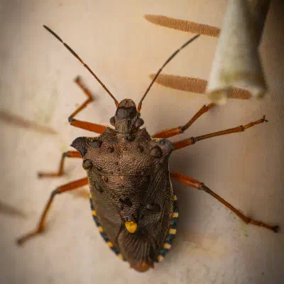 Rotbeinige Baumwanze