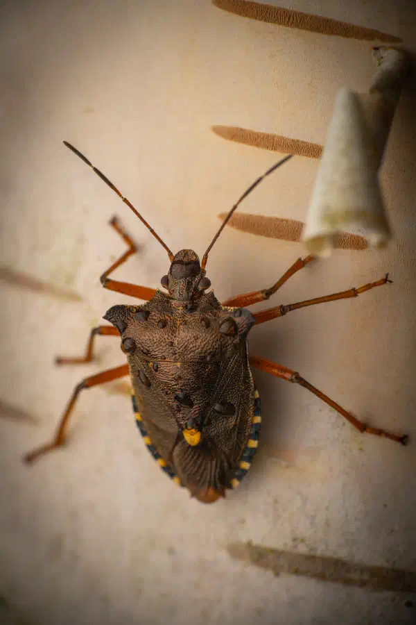 Rotbeinige Baumwanze