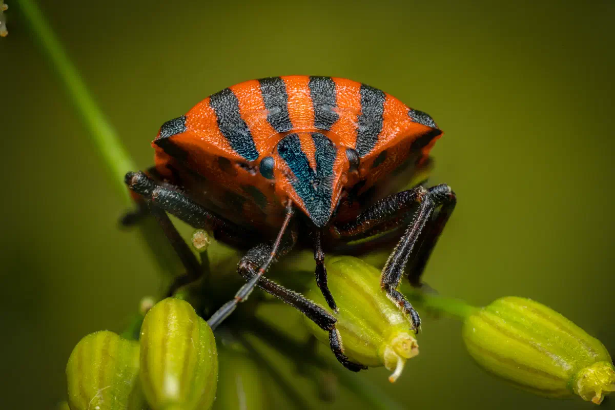 European Striped Shield Bug