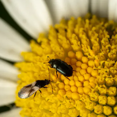 Wahlloser Lausjäger