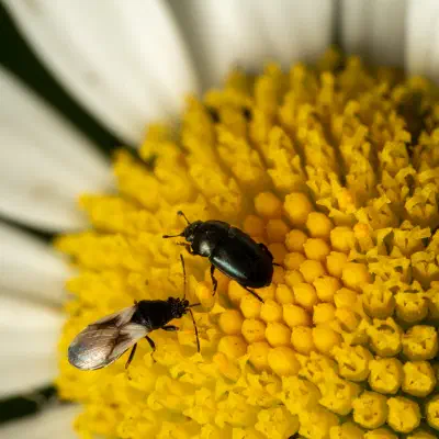 Wahlloser Lausjäger