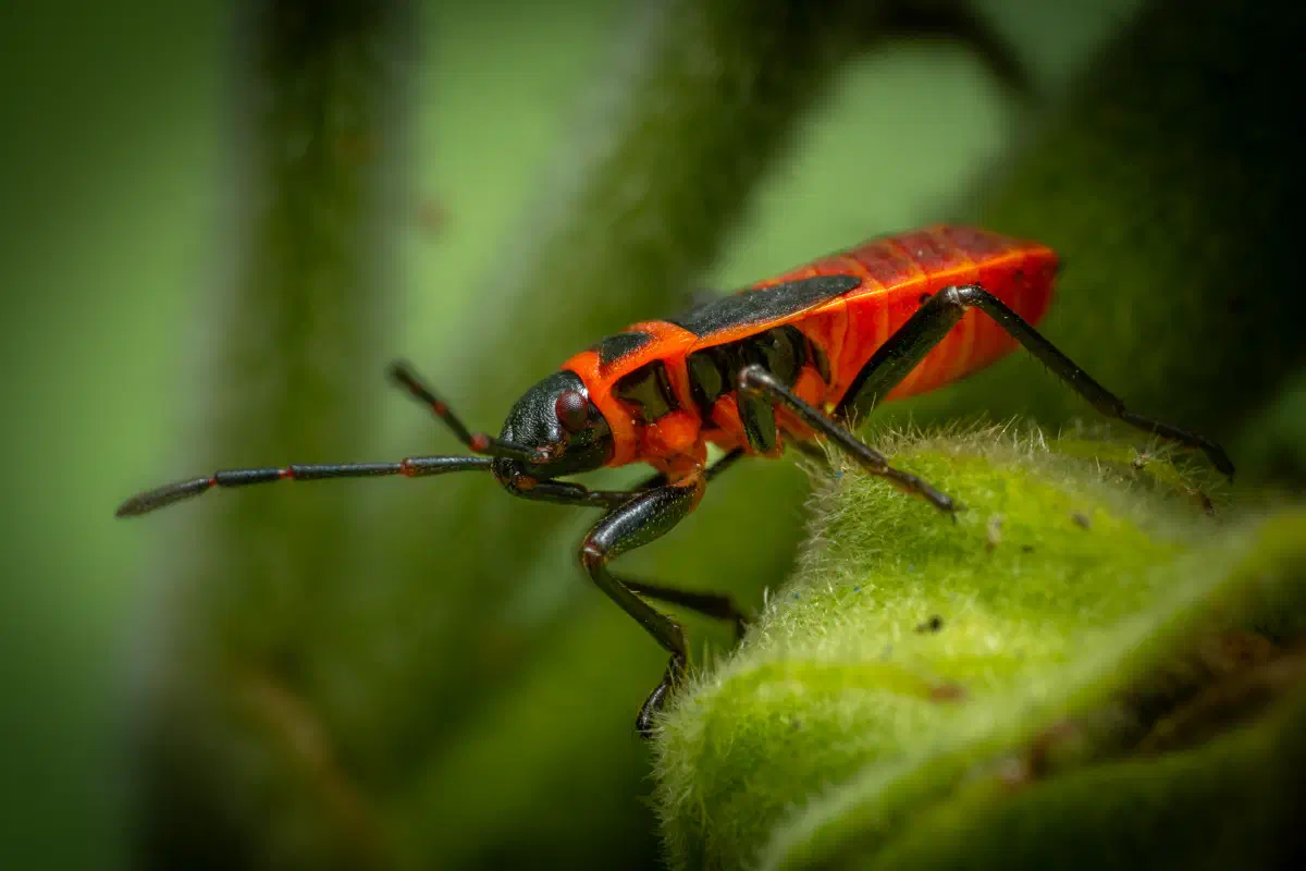 Chinche de la Malva Arbórea