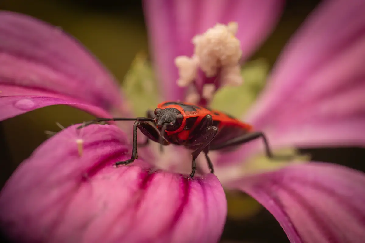 Chinche de la Malva Arbórea