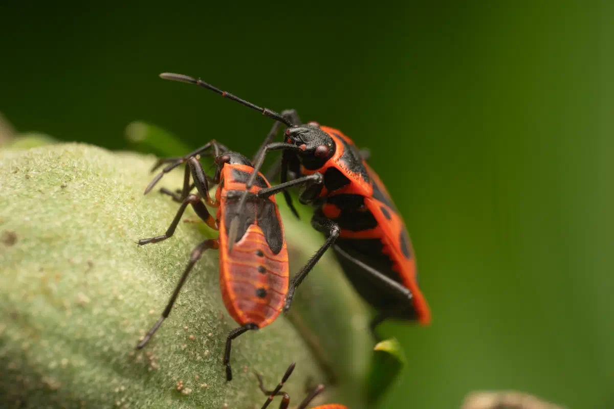 Chinche de la Malva Arbórea