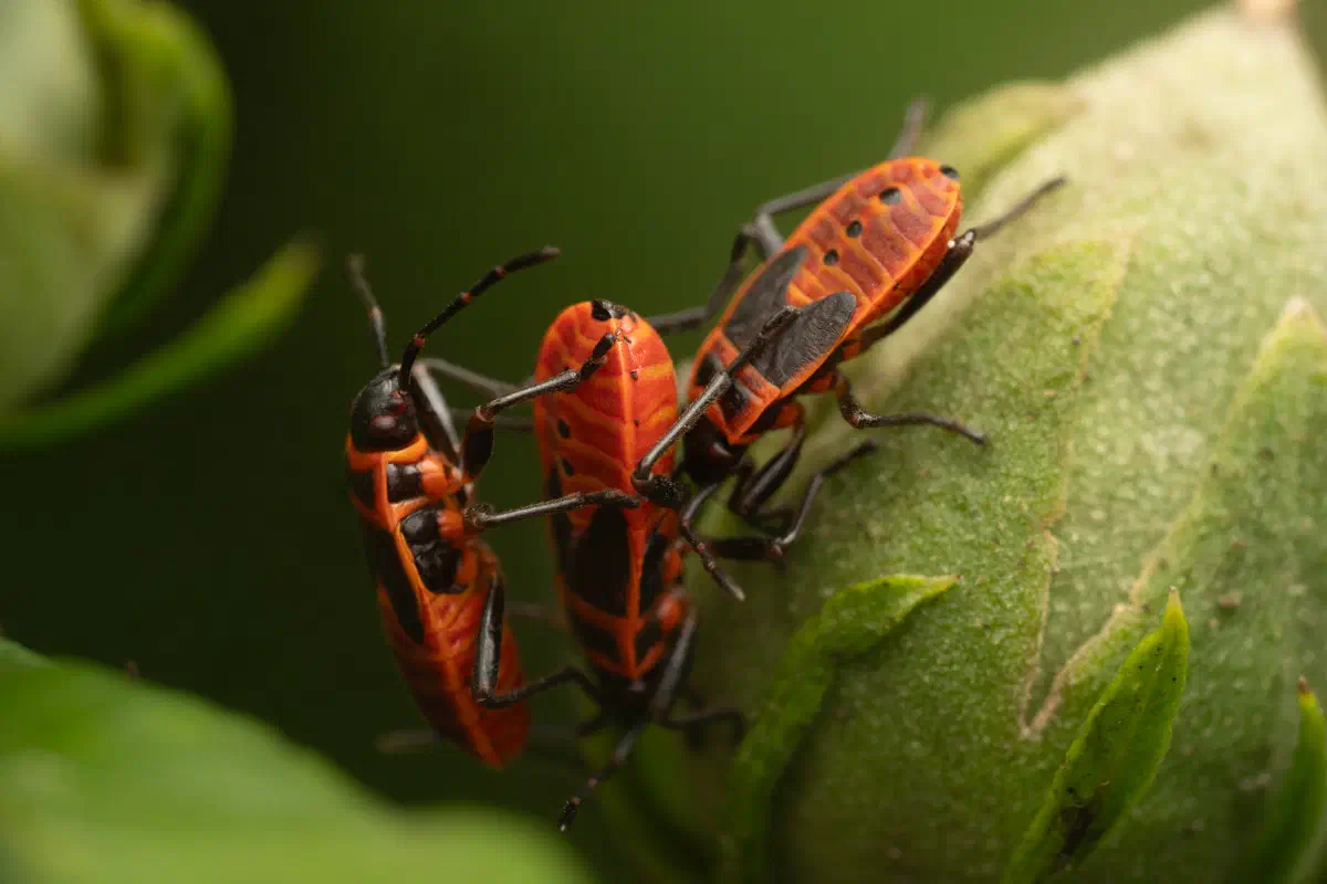 Chinche de la Malva Arbórea