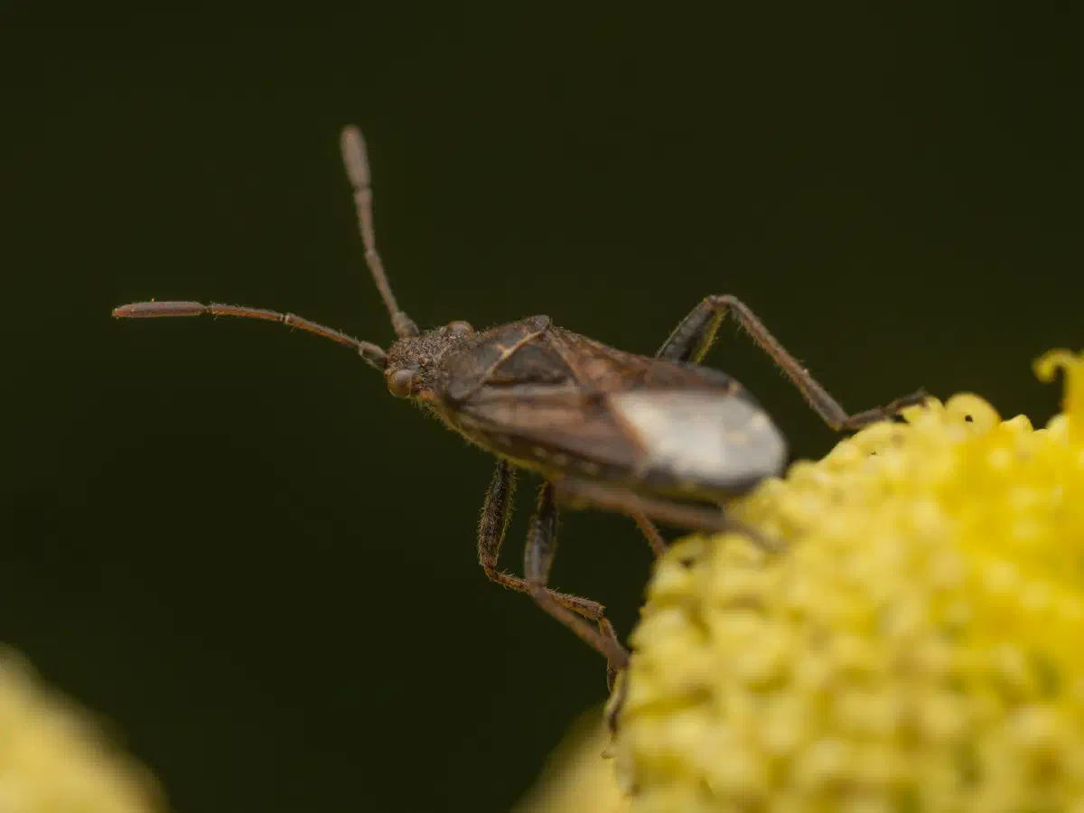 Gewöhnliche Glasflügelwanze