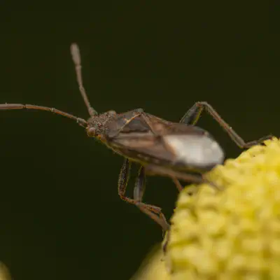 Gewöhnliche Glasflügelwanze