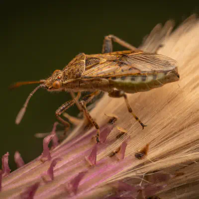 Gewöhnliche Glasflügelwanze