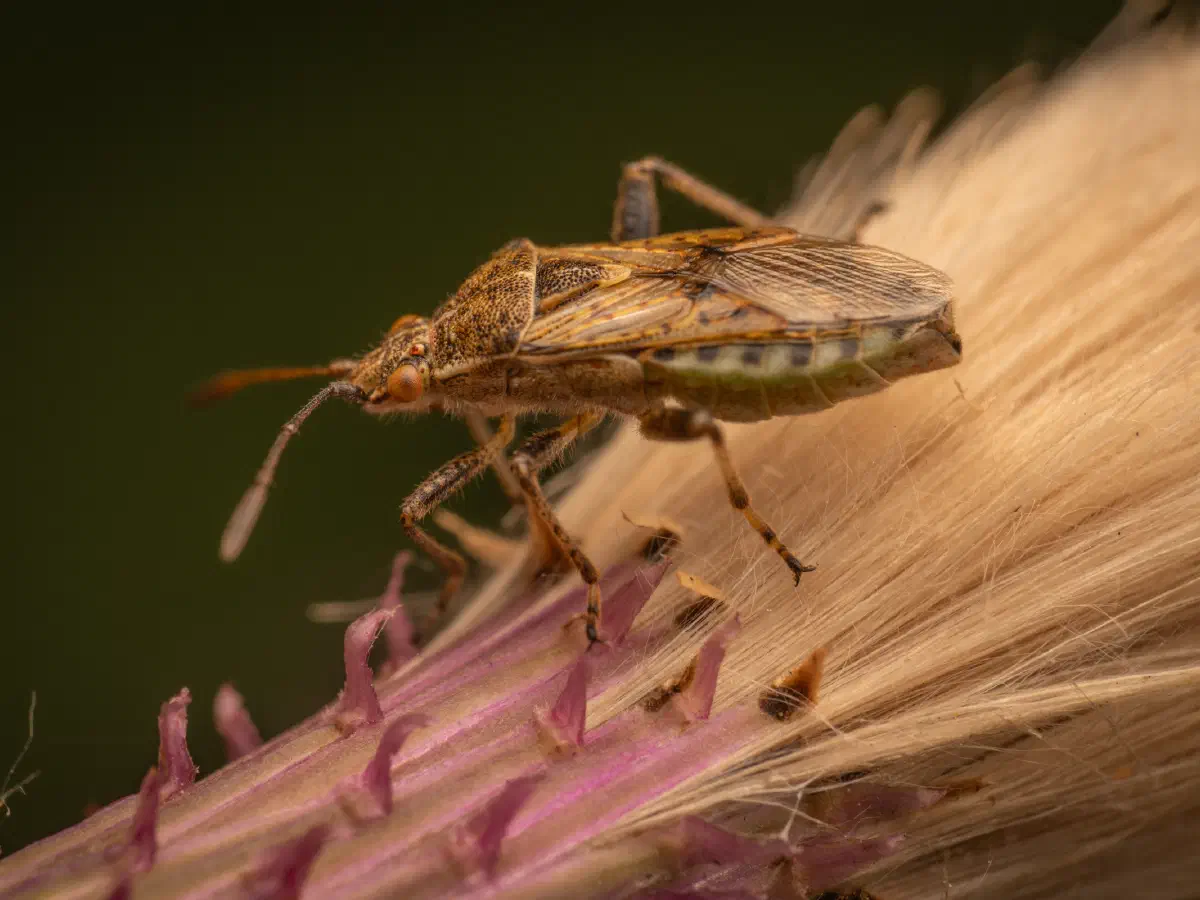 Gewöhnliche Glasflügelwanze