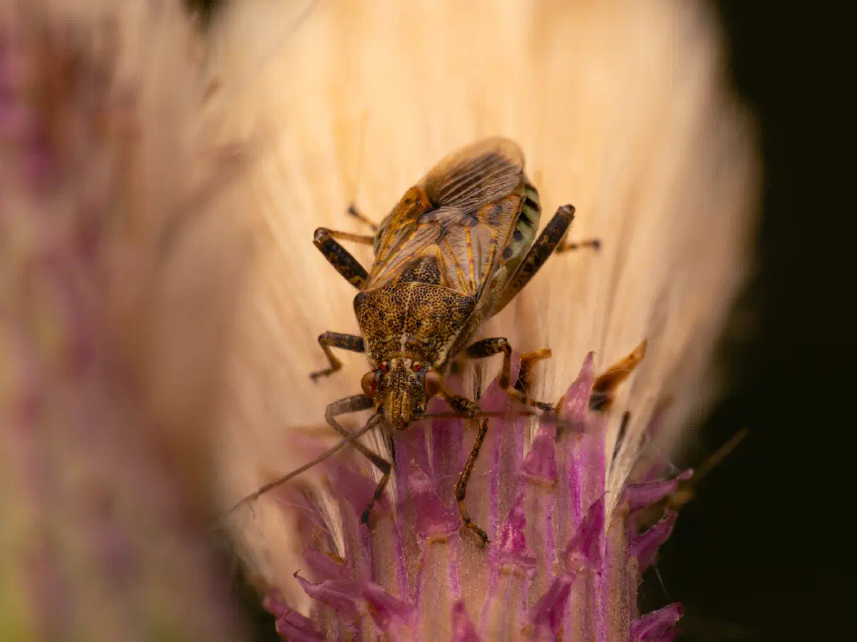 Gewöhnliche Glasflügelwanze