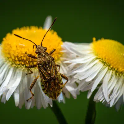 Langgeflügelte Glasflügelwanze
