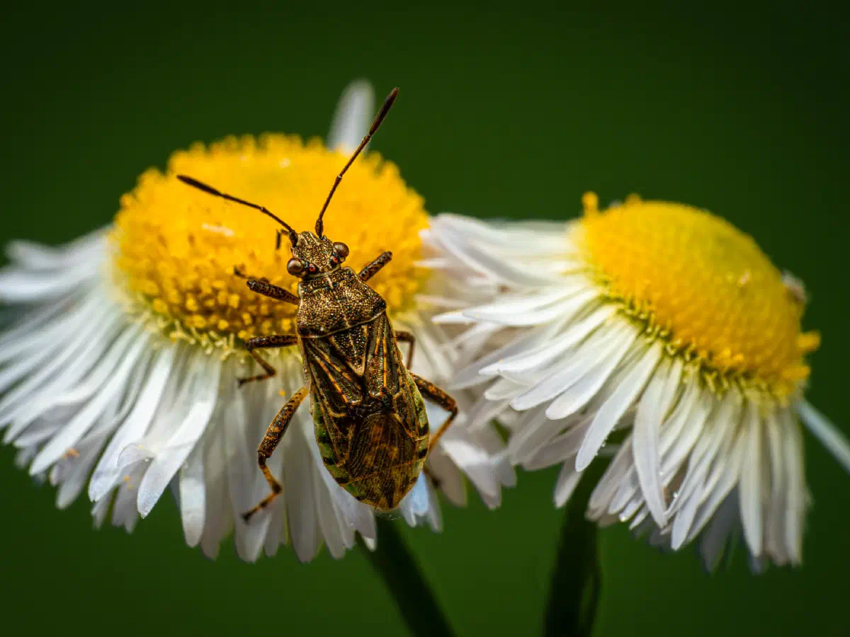 Langgeflügelte Glasflügelwanze