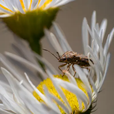 Langgeflügelte Glasflügelwanze