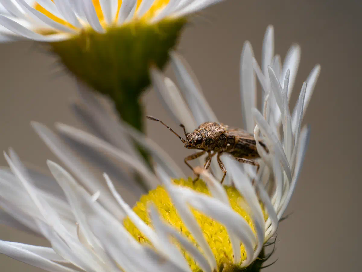 Langgeflügelte Glasflügelwanze