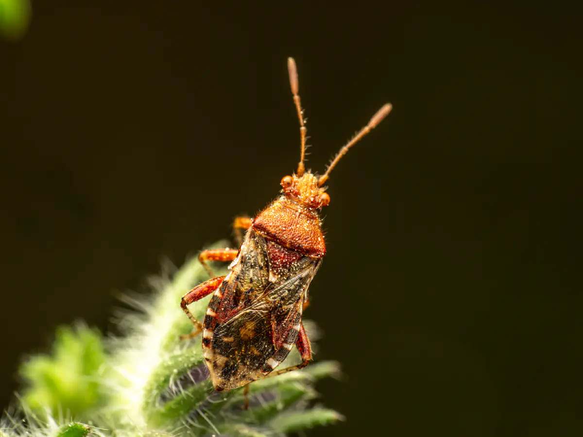 Rötliche Glasflügelwanze