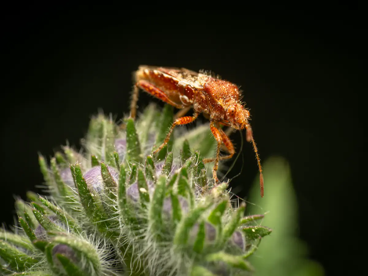 Rötliche Glasflügelwanze
