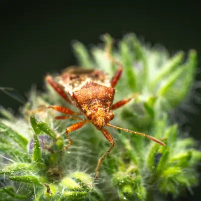 Rötliche Glasflügelwanze