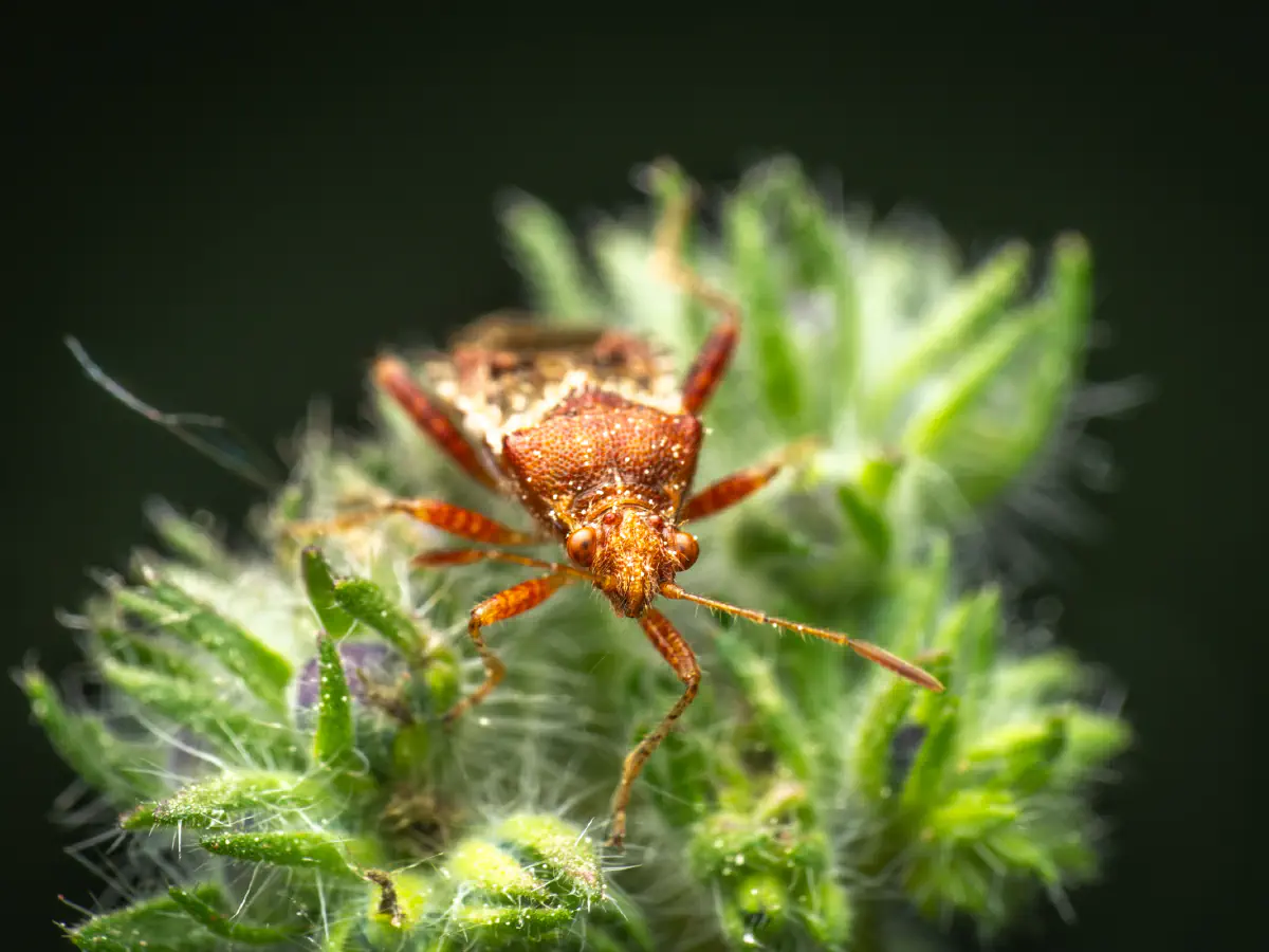 Rötliche Glasflügelwanze