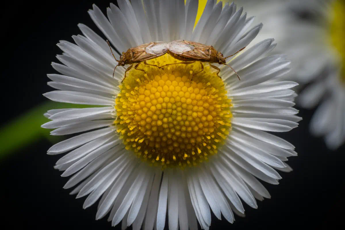 Wenigpunktierte Glasflügelwanze