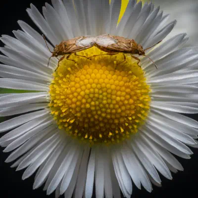 Wenigpunktierte Glasflügelwanze