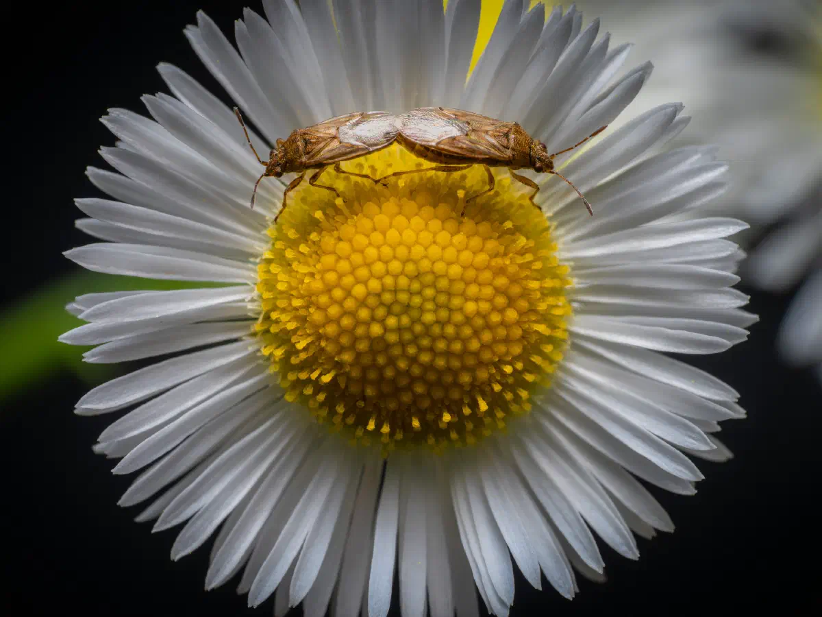 Wenigpunktierte Glasflügelwanze