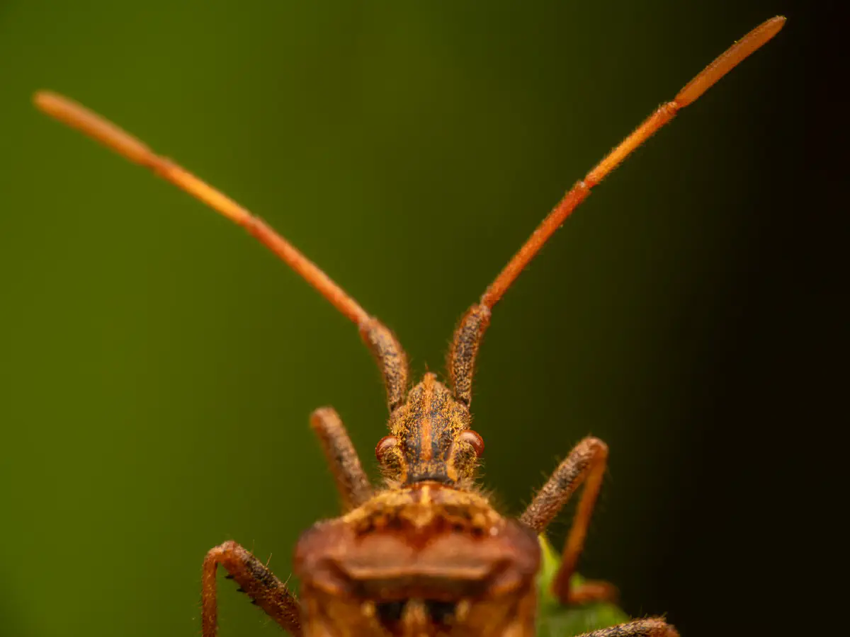 Western Conifer Seed Bug