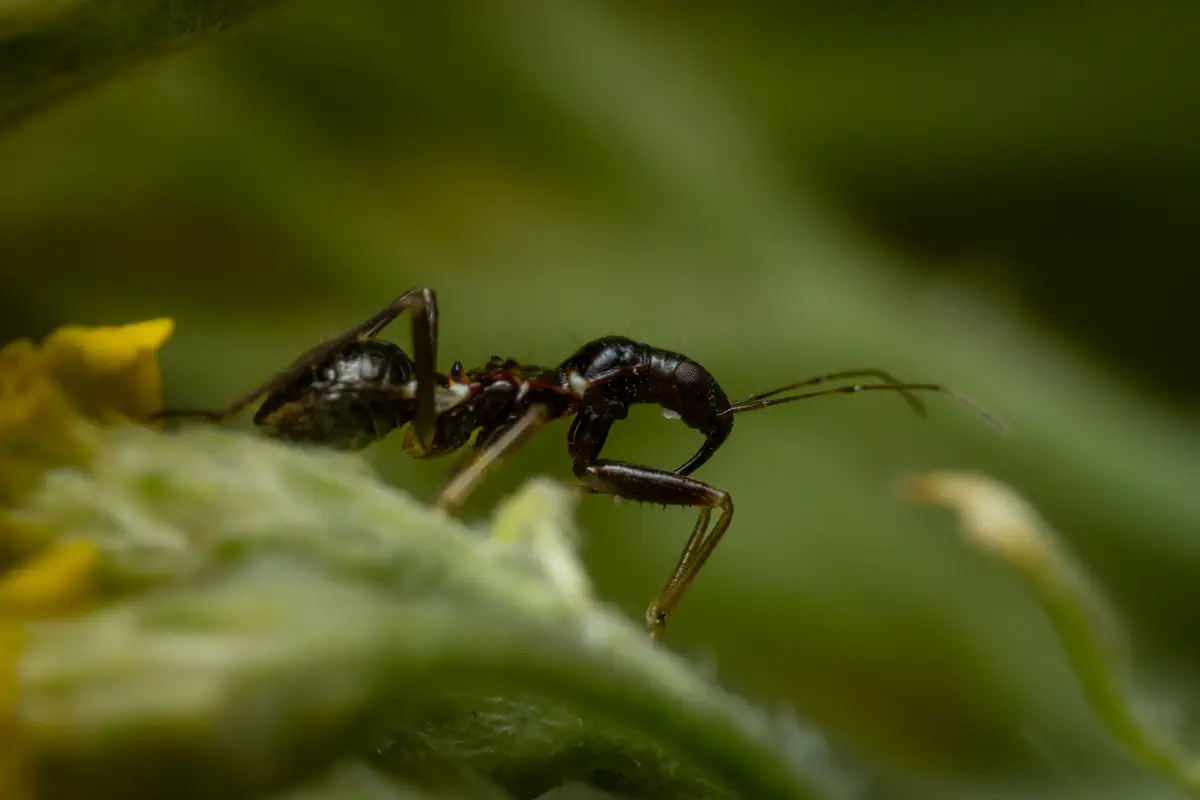 Himacerus mirmicoides