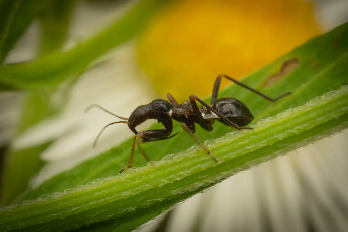 Himacerus mirmicoides