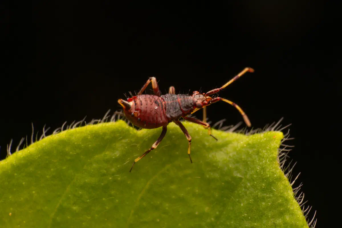 Sichelwanzen – No. 1