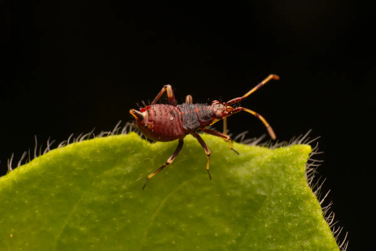 Sichelwanzen – No. 1