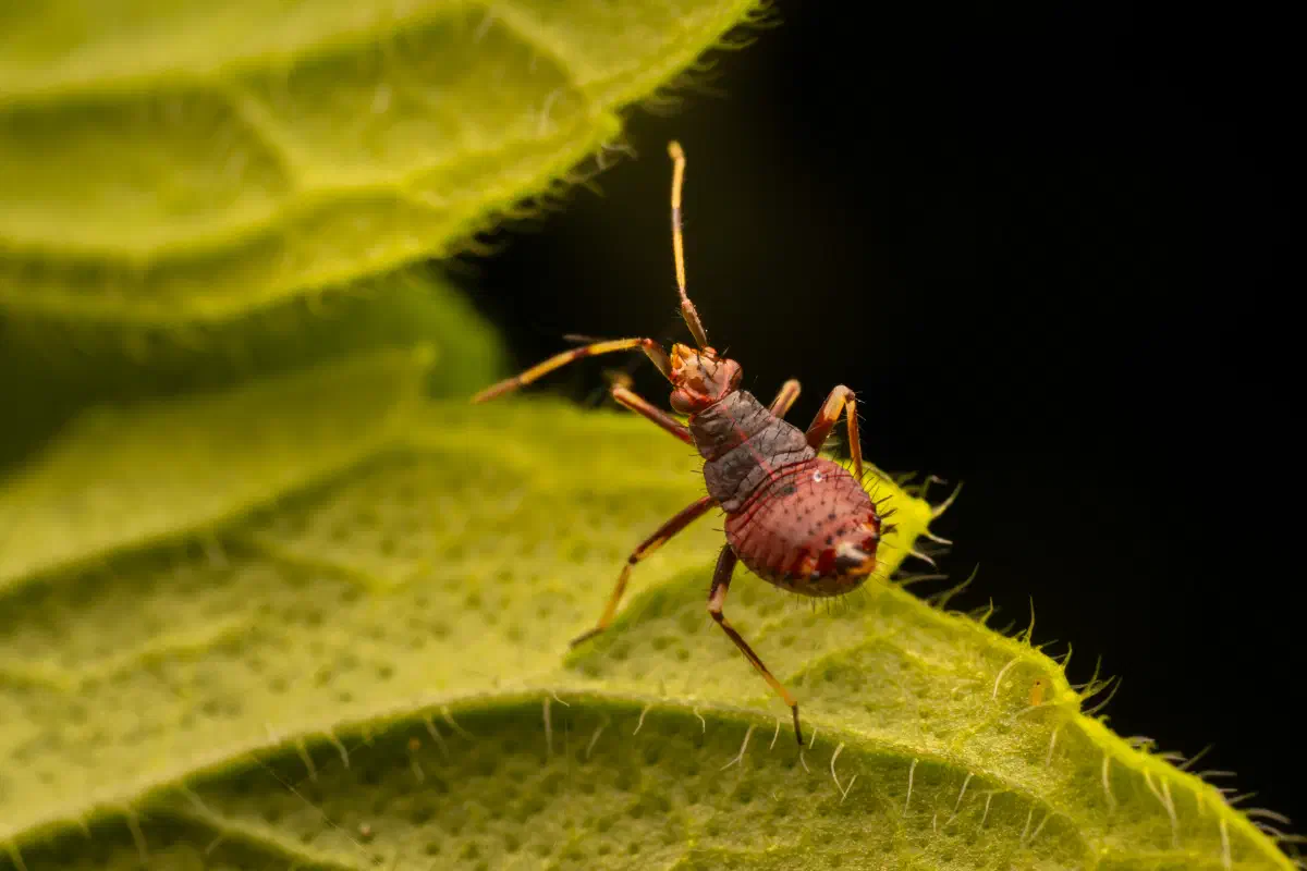 Sichelwanzen – No. 2