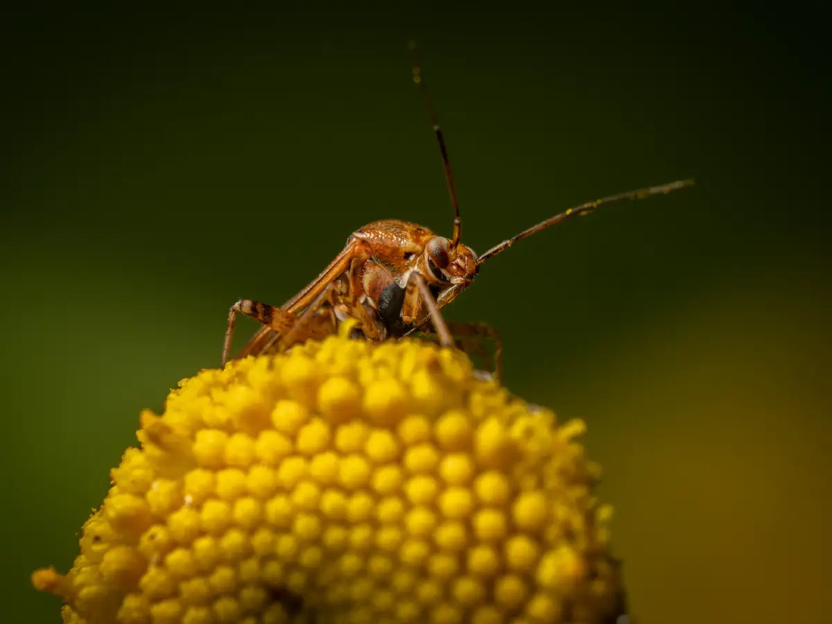 Behaarte Wiesenwanze