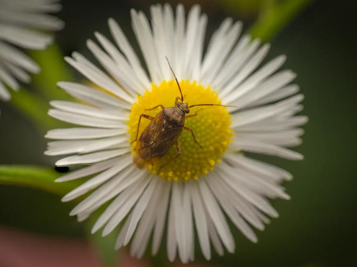Behaarte Wiesenwanze